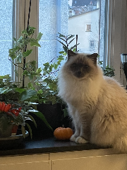 Yoshi