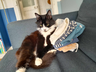 Socquette