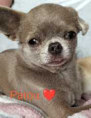 Patou