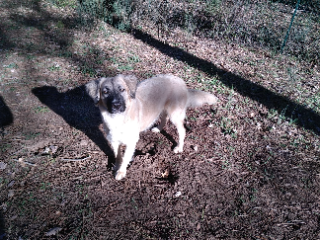 Kira