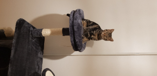 TIGROU