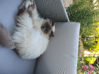 MIRABELLE