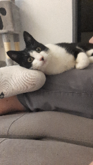 Ticho