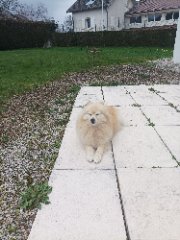 Bella