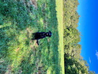 Milo