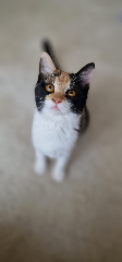 TIKA