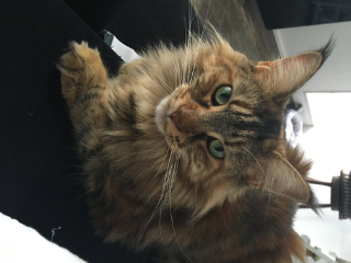 Nala