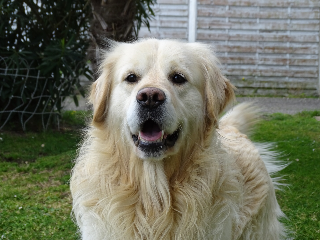 Oscar