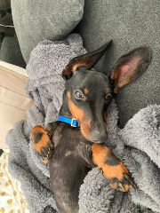 Tobias