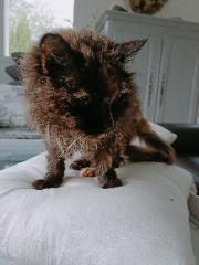 Chonchonette