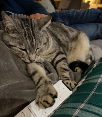 Mimi