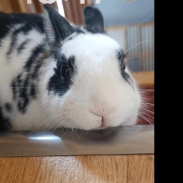 Loki