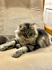 Mimie