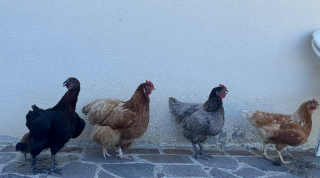 Les poullettes!