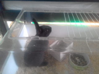 Flappie