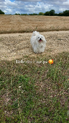 Jaïha