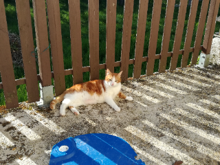 Milo