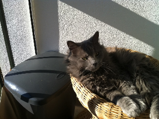 Tsuki