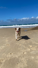 Titou