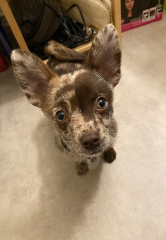 Kovù