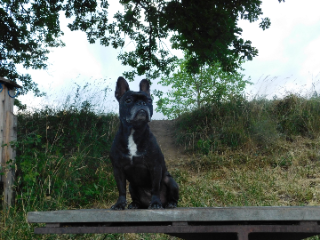 Layka