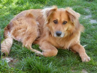 ZIGGY