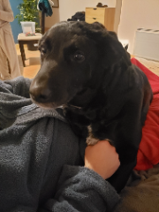 Georgie