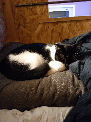 Léon