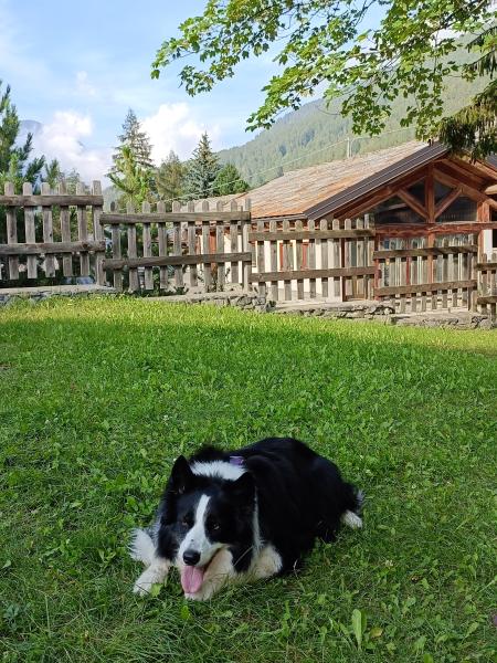 Photo de ISOTTA
