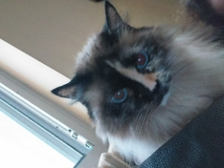 Minette