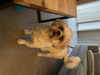 Lulu