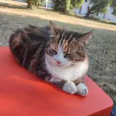 Chipie