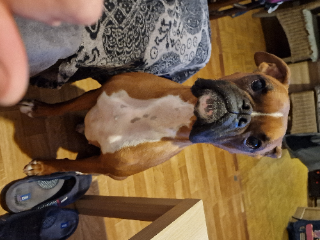Skylie