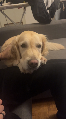 Nala