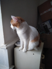 Chacha