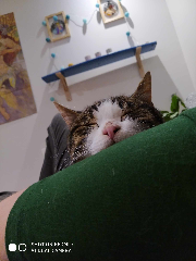 Mochi