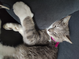 Mimou