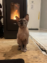 Prince