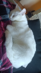 Noukie