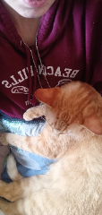 Tigrou