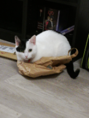 Yuki