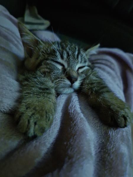 Tigrou