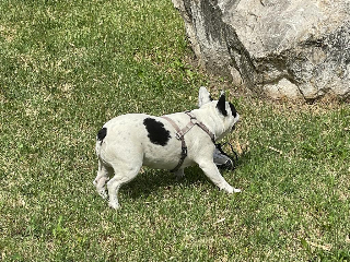 Archie