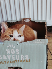 Pamplemousse