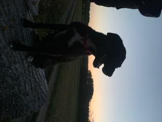 Sookie