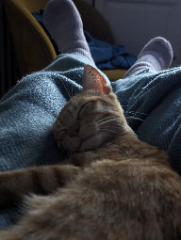 Figaro