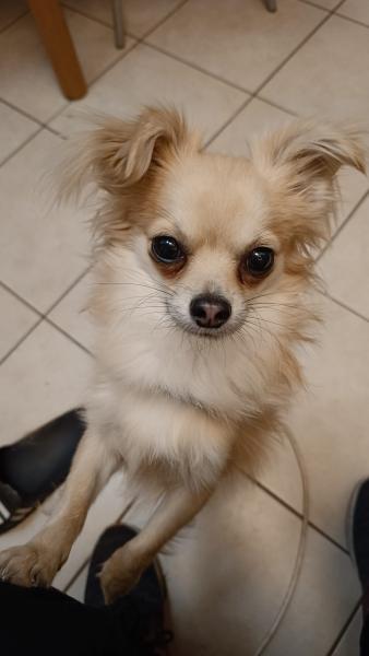 Ettore