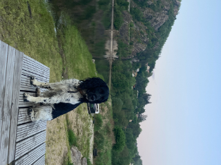 Oreo
