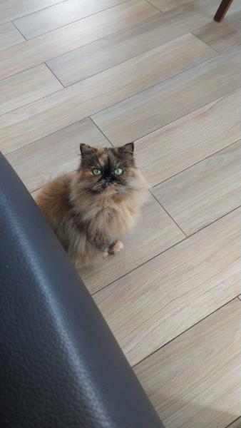 Lola