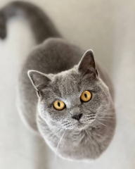 Rubie